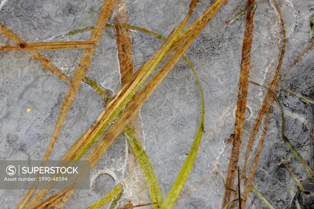 Ice formations in a beaver pond with grasses, Greater Sudbury, Ontario, Canada
