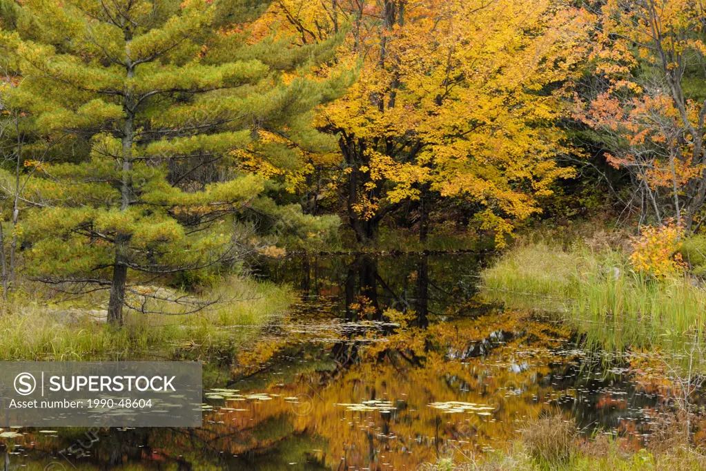 Pine and maple reflected in beaver pond, Ontario, Canada