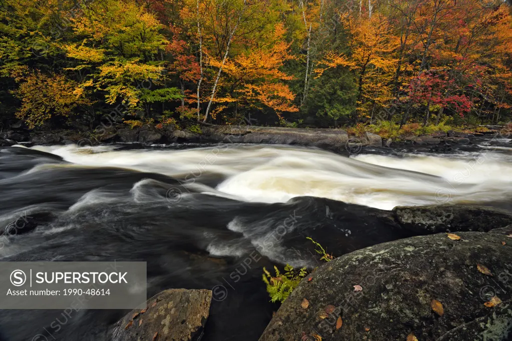 Oxtongue River rapids and autumn foliage, Oxtongue Lake, Ontario, Canada