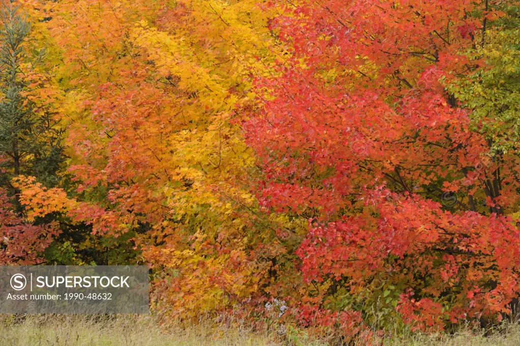 Temperate deciduous forest trees in peak autumn colour, Algonquin Provincial Park, Ontario, Canada