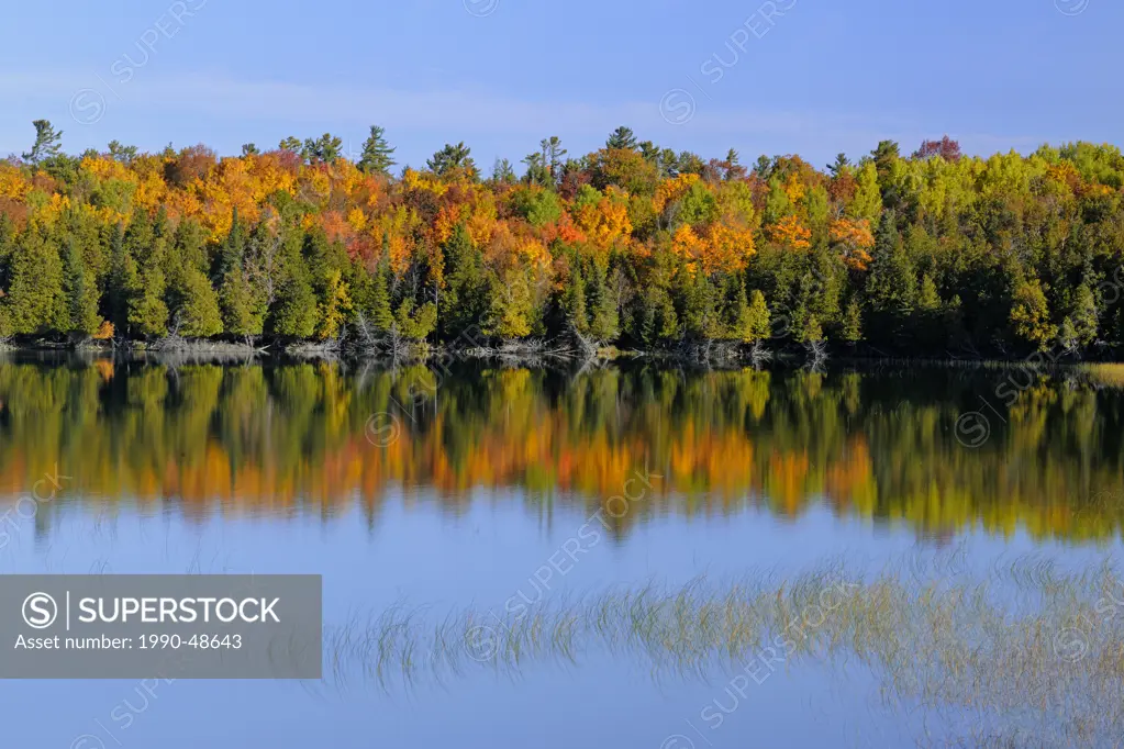 Reedbeds and autumn reflections in Lewis Lake, La Cloche Island, Ontario, Canada