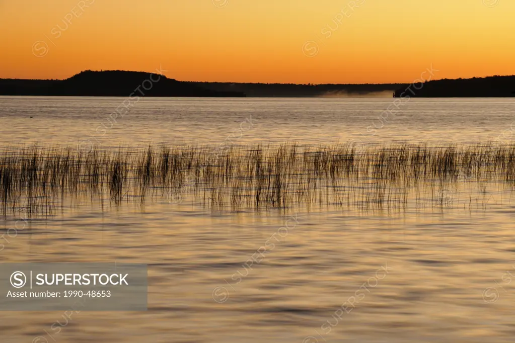 Reedbeds on Lake Mindemoya at sunrise, Manitoulin Island, Ontario, Canada