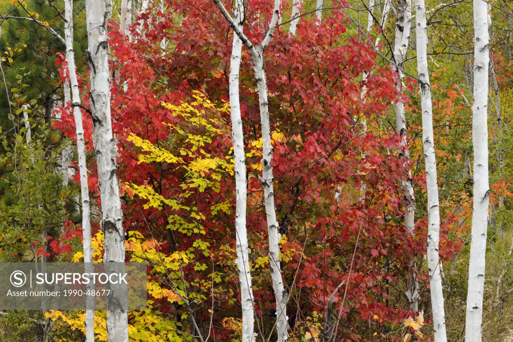 Acer rubrum Red Maple Autumn foliage with white birch tree trunks, Greater Sudbury, Ontario, Canada