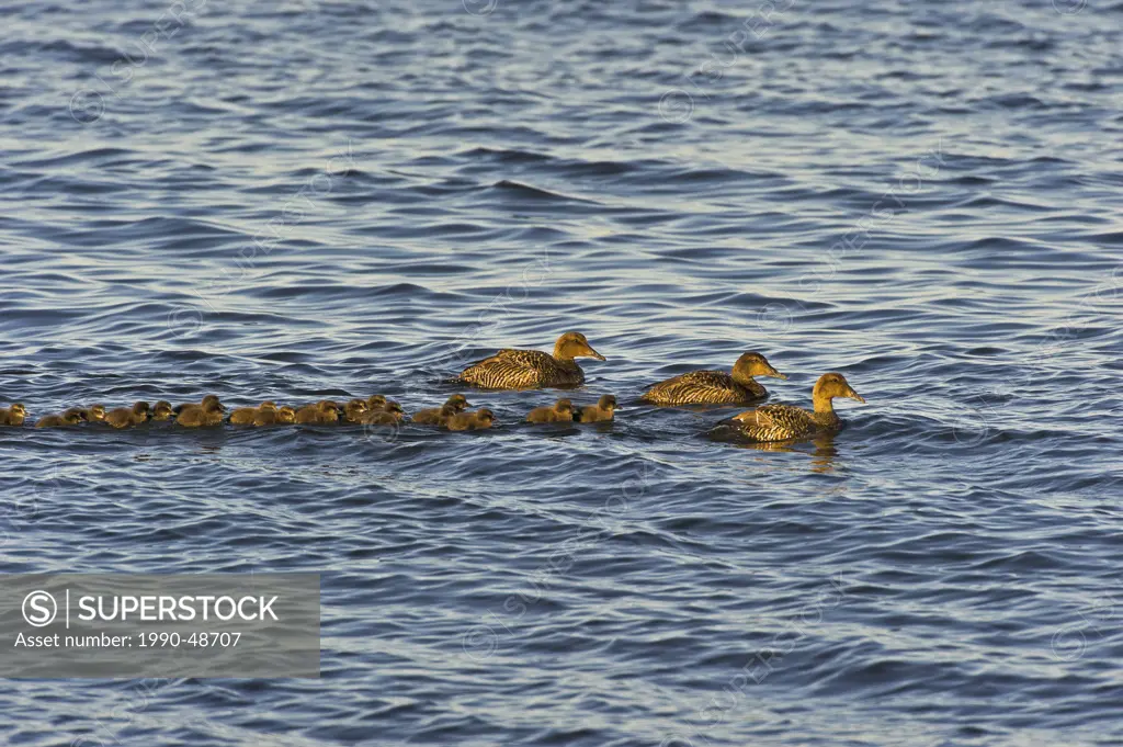 Common Eider southern race Somateria mollissima dresseri hens with young and ´aunts´ nonbreeding females who travel with ducklings and their moms to h...