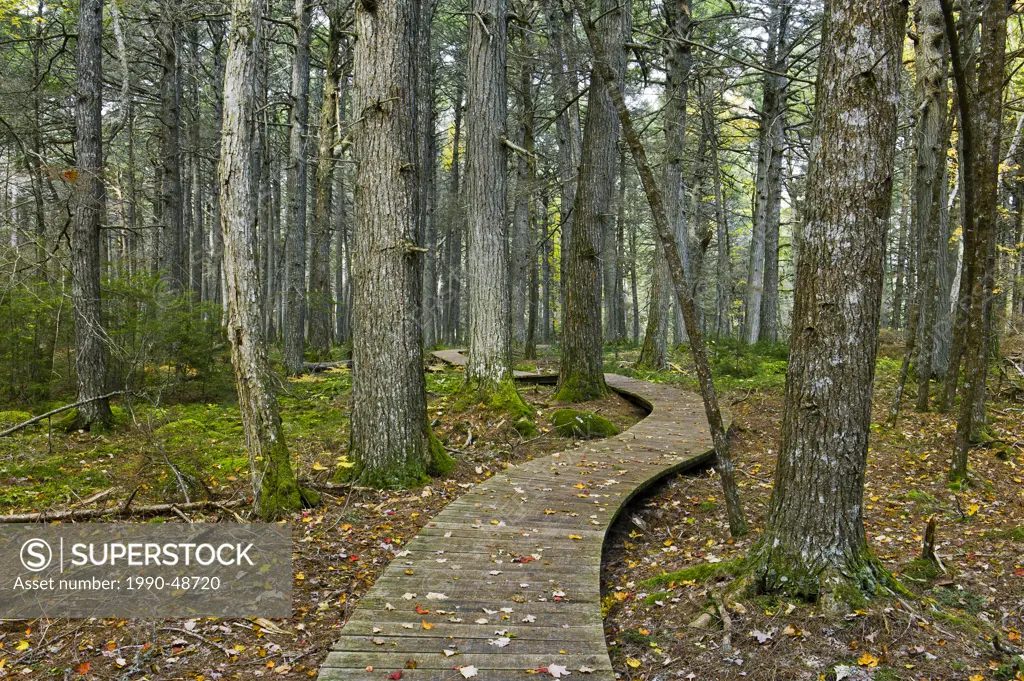 Hemlocks and Hardwoods trail boardwalk protects root system of old growth Eastern Hemlocks Tsuga canadensis in Kejimkujik National Park, Nova Scotia, ...