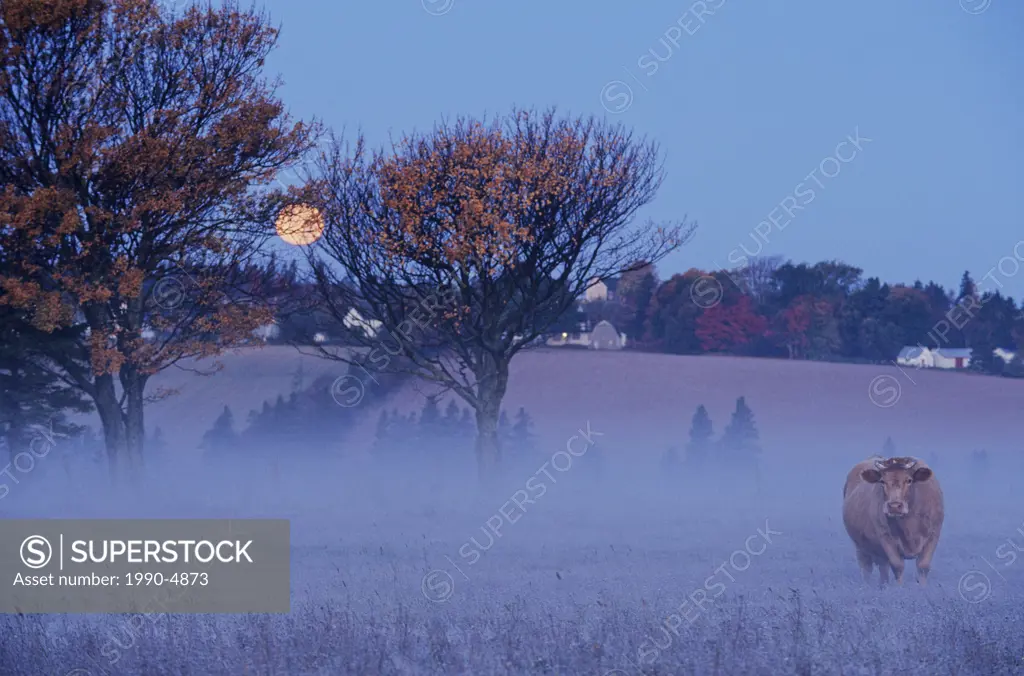 Cow under a Harvest Moon, Meadow Bank, Prince Edward Island, Canada