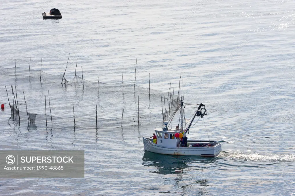 Harvesting weir net, the Gulley, Grand Manan Island, Bay of fundy, New Brunswick, Canada