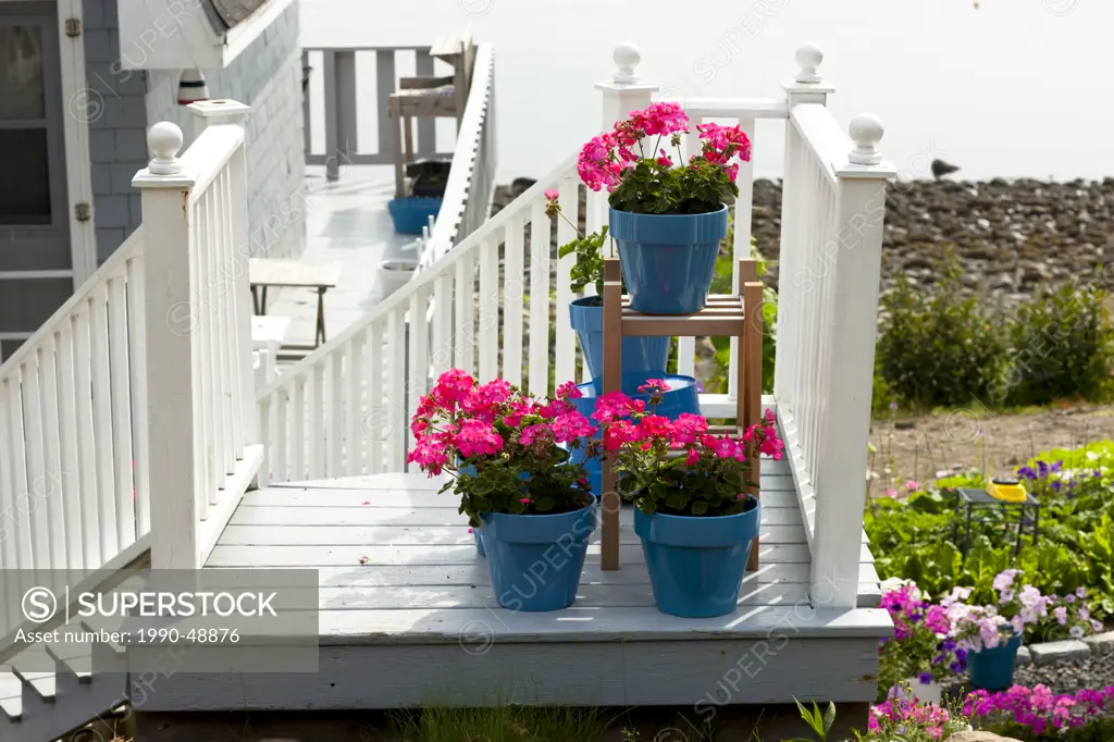 Flower pots, Castilia, , Grand Manan Island, Bay of fundy, New Brunswick, Canada