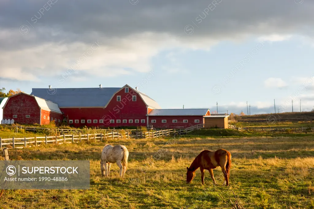 Horses grazing in front of red barn, Fredericton, New Brunswick, Canada