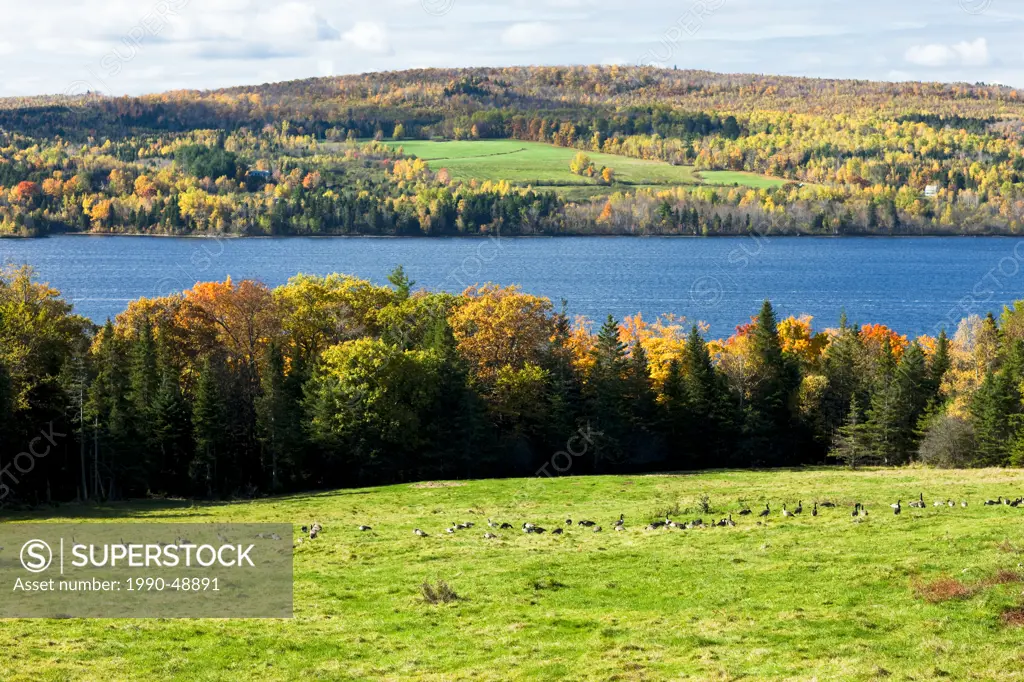 Canada Geese, Saint John River in fall near Woodstock, New Brunswick, Canada