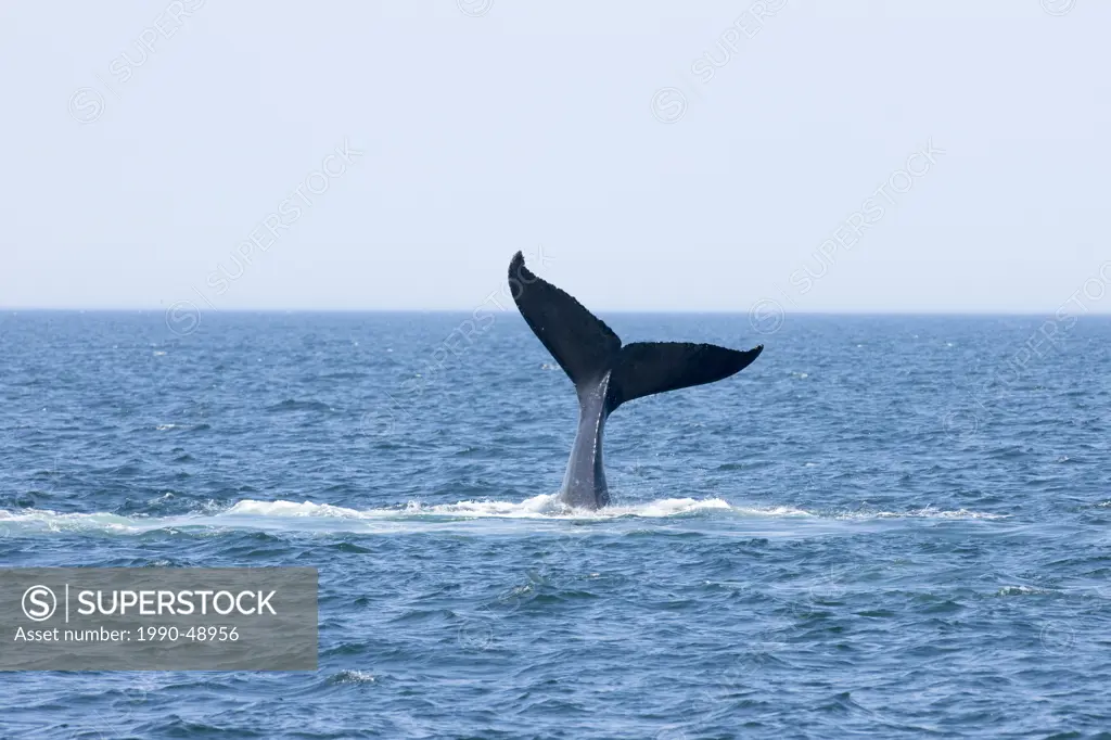 Humpback whale tail fluke, Megaptera novaeangliae off Grand Manan Island, Bay of Fundy, New Brunswick, Canada