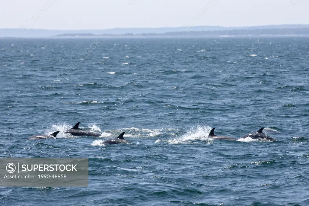 White_sided Dolphins, Lagenorhynchus obliquidens, off Grand Manan Island, Bay of Fundy, New Brunswick, Canada