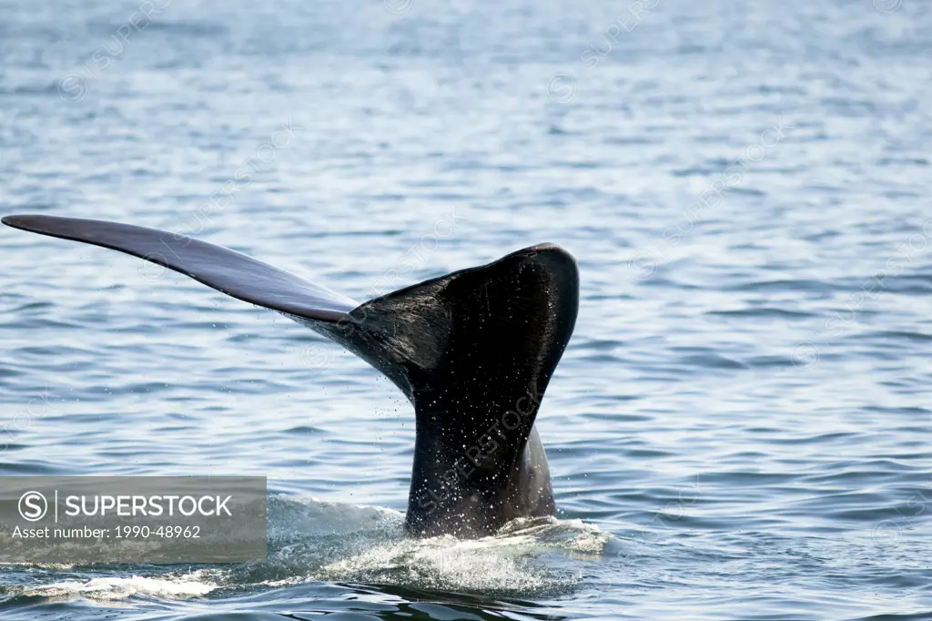 North Atlantic Right Whale flukes Eubalaena glacialis, off Grand Manan Island, Bay of Fundy, New Brunswick, Canada