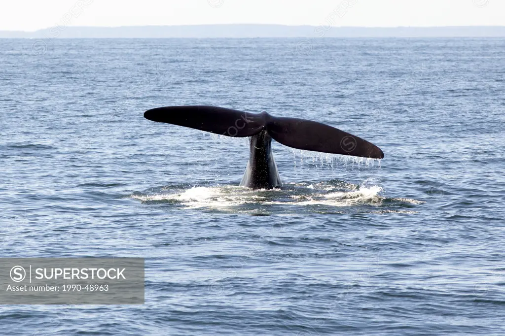 North Atlantic Right Whale flukes Eubalaena glacialis, off Grand Manan Island, Bay of Fundy, New Brunswick, Canada