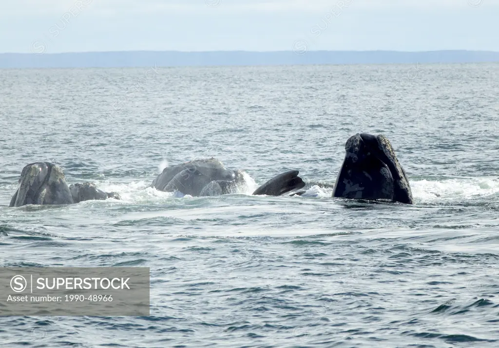 Mating North Atlantic Right Whales, Eubalaena glacialis, Grand Manan Basin, Bay of Fundy, New Brunswick, Canada