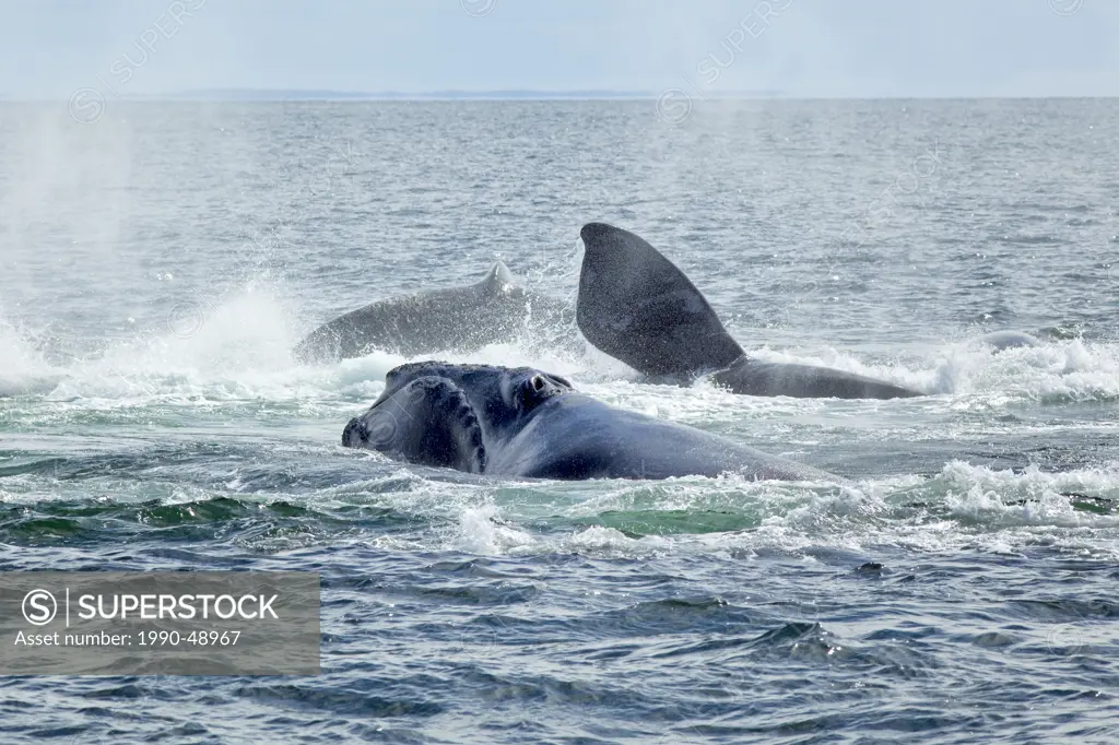 Mating North Atlantic Right Whales, Eubalaena glacialis, Grand Manan Basin, Bay of Fundy, New Brunswick, Canada