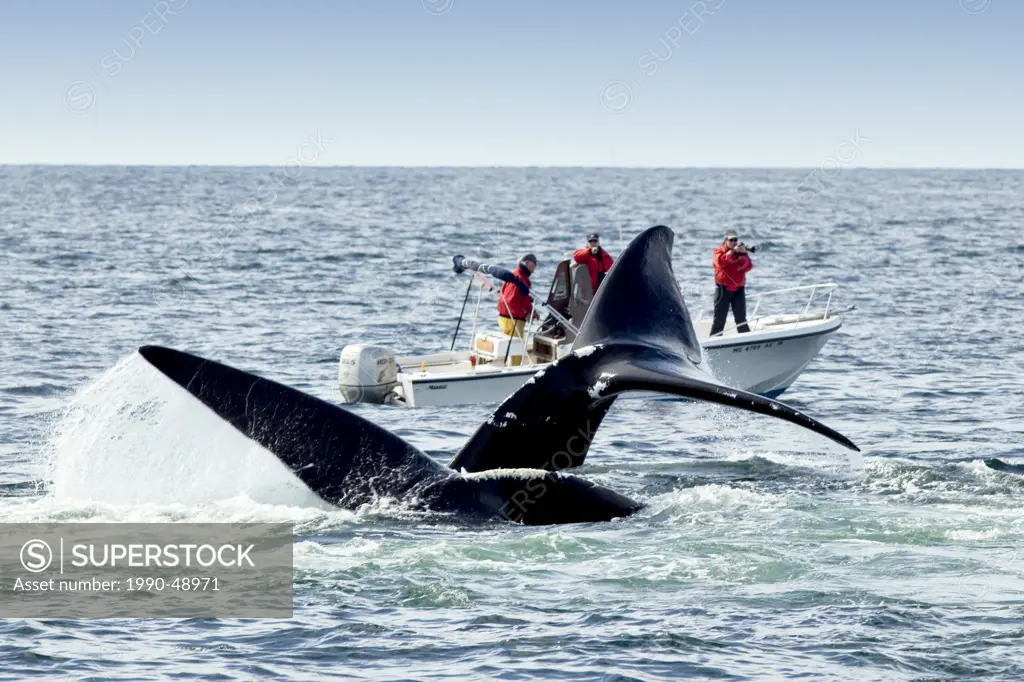 North Atlantic Right Whales Eubalaena glacialis, off Grand Manan Island, Bay of Fundy, New Brunswick, Canada