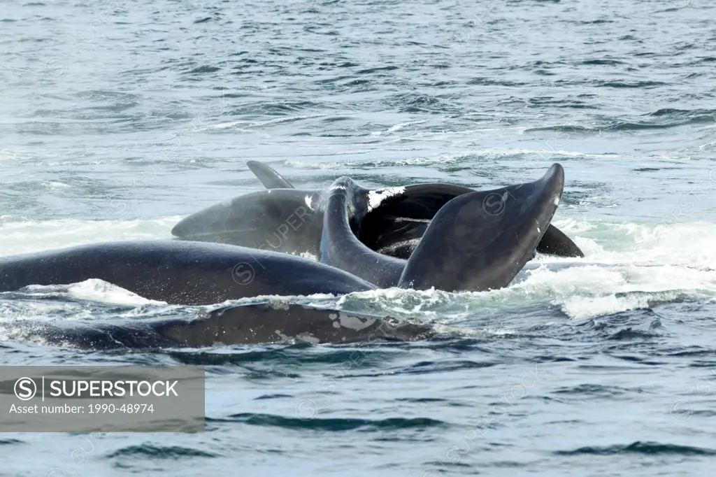 Mating North Atlantic Right Whales Eubalaena glacialis, Grand Manan Basin, Bay of Fundy, New Brunswick, Canada