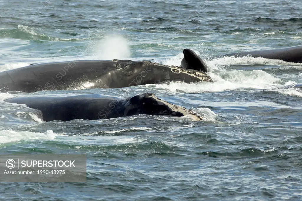 Mating North Atlantic Right Whales Eubalaena glacialis, Grand Manan Basin, Bay of Fundy, New Brunswick, Canada
