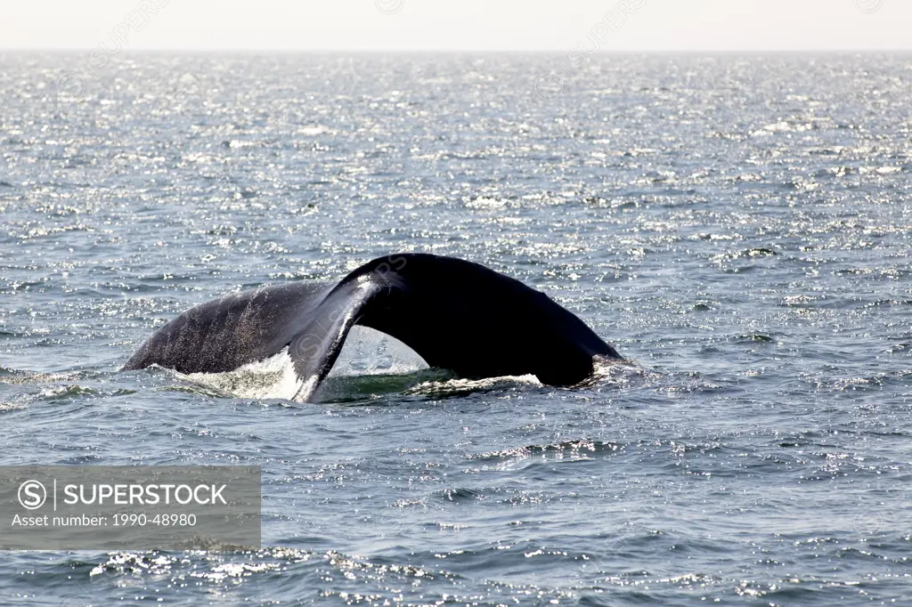 Humpback whale fluke, Megaptera novaeangliae off Grand Manan Island, Bay of Fundy, New Brunswick, Canada