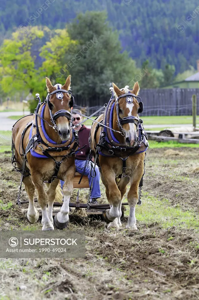 Man controls a team of Belgian horses as they plow a field at Fort Steele near Cranbrook, British Columbia, Canada