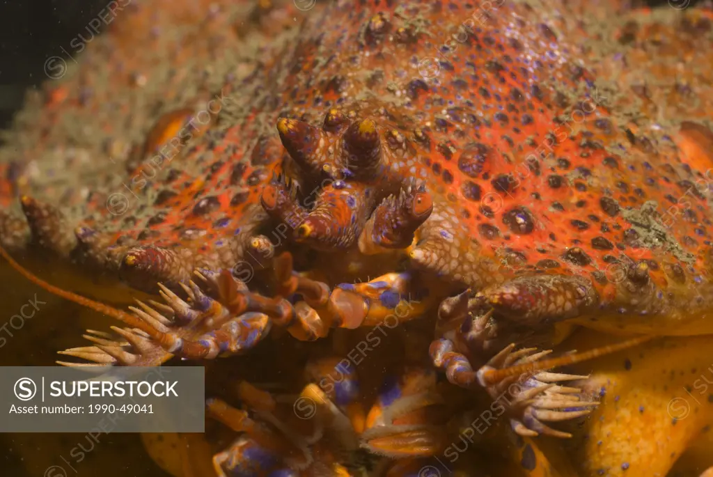 Detail of a box crab at Ogden Point Breakwater, Victoria, British Columbia, Canada