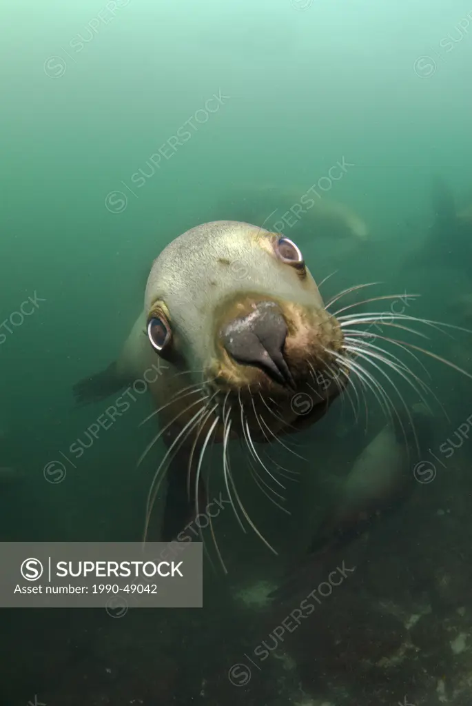 A playful sea lion underwater at Norris Rock, Hornby Island, British Columbia, Canada