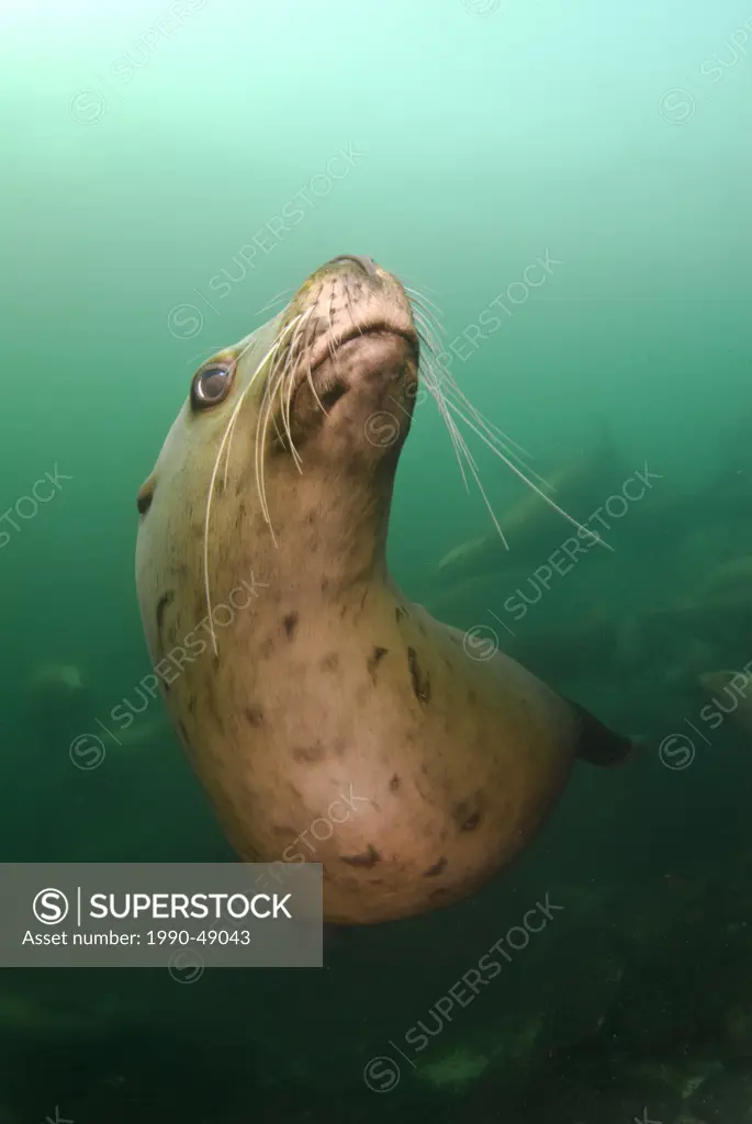 A playful sea lion underwater at Norris Rock, Hornby Island, British Columbia, Canada
