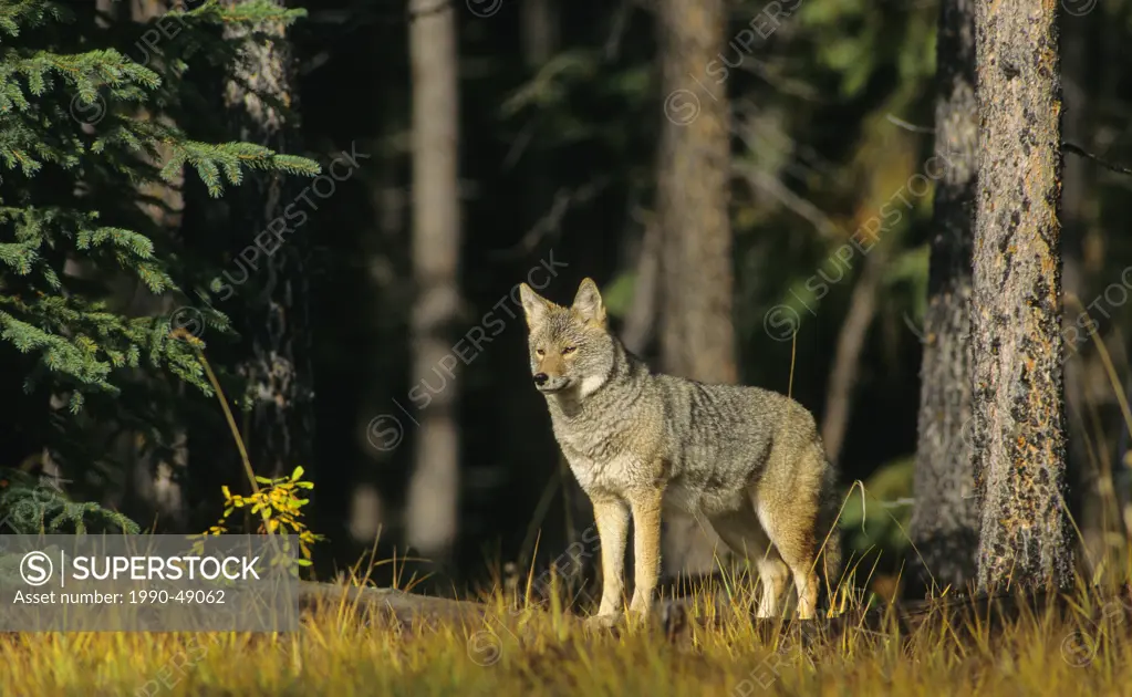 Coyote Canis latrans Adult, Alberta, Canada.