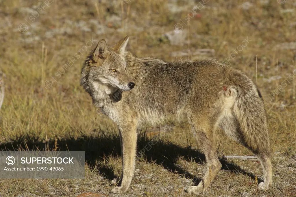 Coyote Canis latrans Adult, Alberta, Canada.