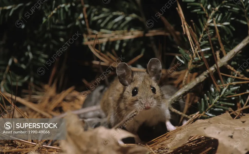 Deer Peromyscus maniculatus Mouse Adult, Ontario, Canada.