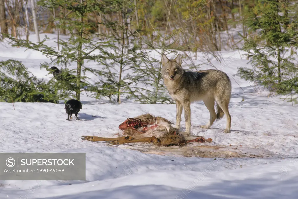 Eastern Canadian Wolf Canis lycaon feeding on White_tailed Odocoileus virginianus carcass with Common Ravens Corvus corax  hoping for a share. May be ...