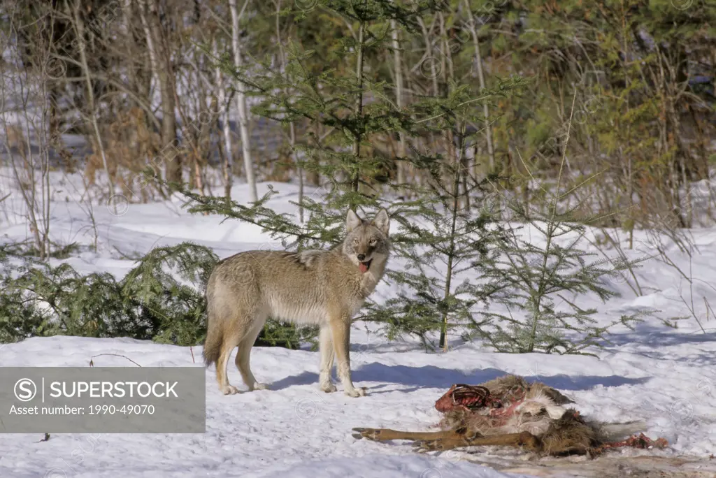 Eastern Canadian Wolf Canis lycaon & White_tailed Odocoileus virginianus carcass. May be a subspecies of Gray Wolf Canis lupus. Listed as critically e...