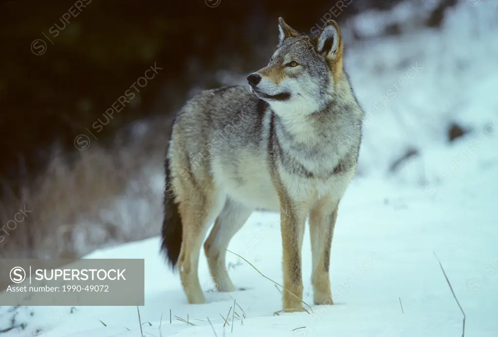Eastern Canadian Wolf. Canis lycaon May be a subspecies of Gray Wolf Canis lupus. Listed as critically endangered and seems closely related to the Red...