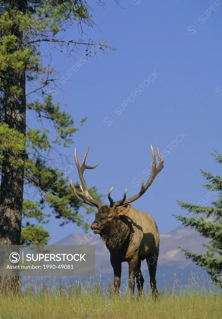 Elk Cervus elaphus Male, Alberta Canada.