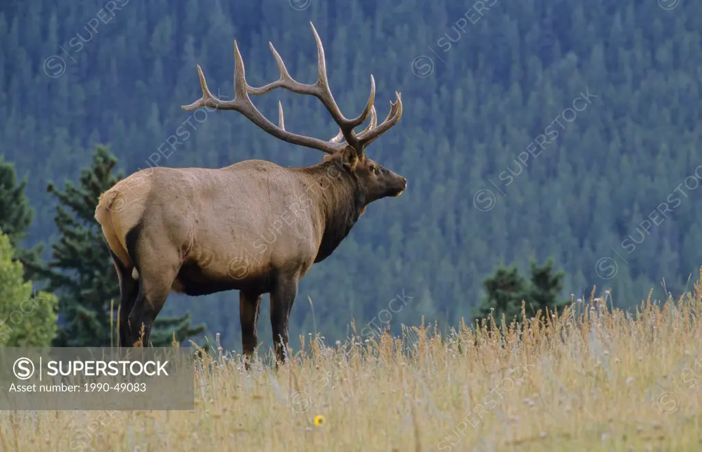 Elk Cervus elaphus Male, Alberta Canada.