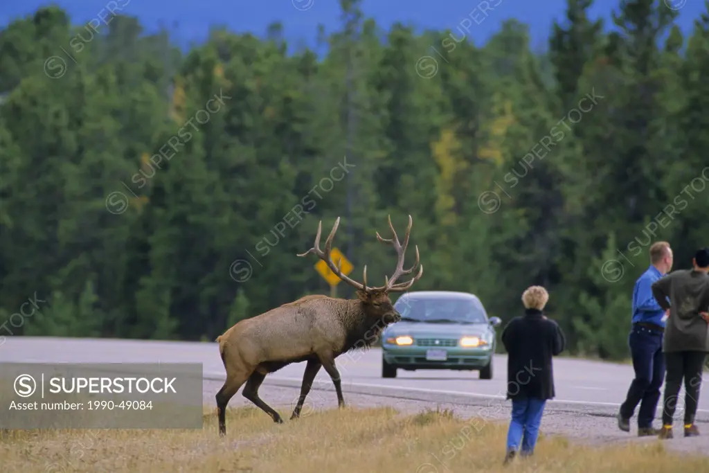 Elk Bull Cervus elaphus & Tourists, Alberta, Canada.