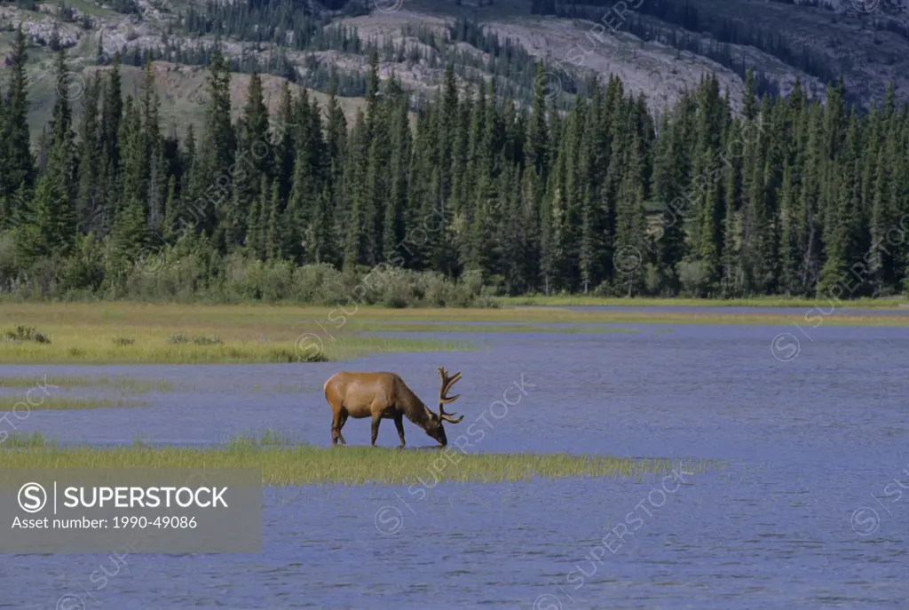 Elk Cervus elaphus Male, Alberta, Canada.