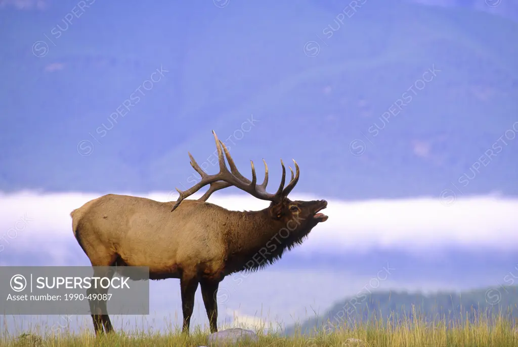 Elk Cervus elaphus Male is primarily nocternal but especially active at dusk & dawn. During the Rut males give their bugling call and guard their hare...