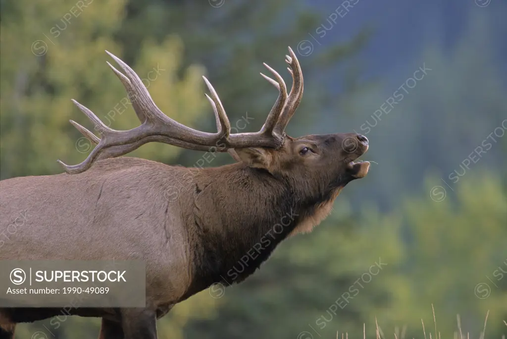 Elk Cervus elaphus Male, giving bugling call, Alberta, Canada.