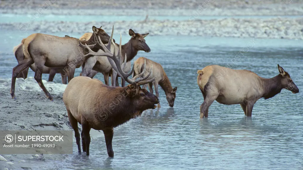 Elk Cervus elaphus, Alberta, Canada.