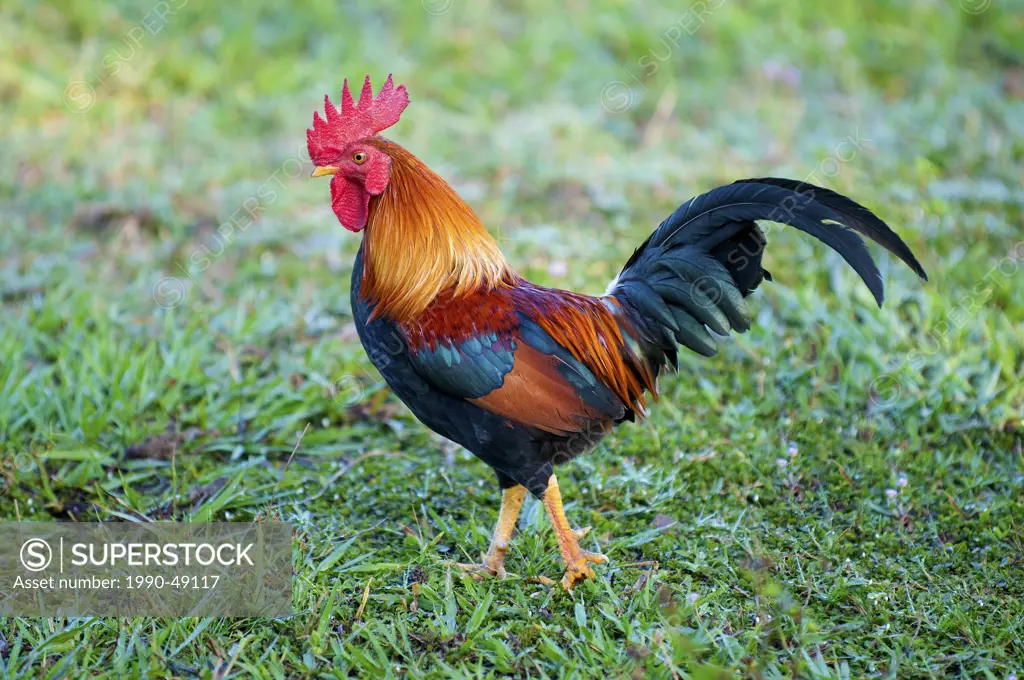 Domestic rooster gallus gallus, Pantanal wetlands, Southwestern Brazil, South America