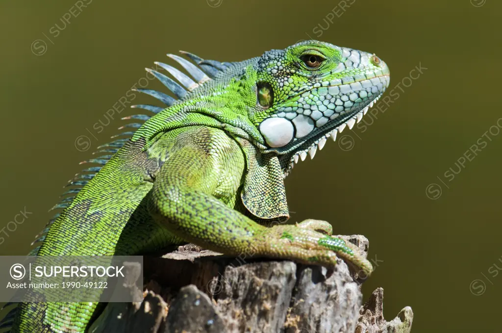 Adult green common iguana Iguana iguana, Pantanal wetlands, Southwestern Brazil, South America