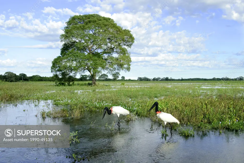 Adult jabiru stork Jabiru mycteria, Pantanal wetlands, Southwestern Brazil, South America