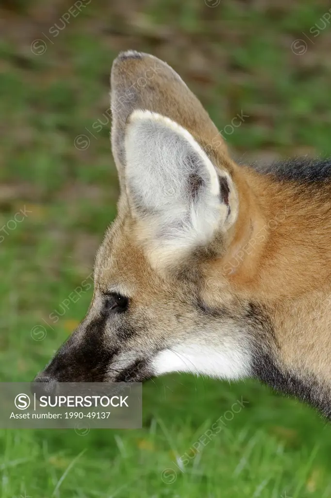 Maned wolf Chrysocyon brachyurus, Pantanal, Southwestern Brazil, South America