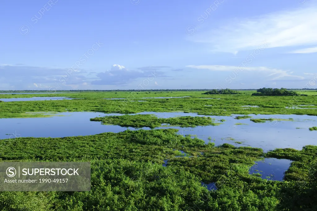 Pantanal wetlands, Southwestern Brazil, South America