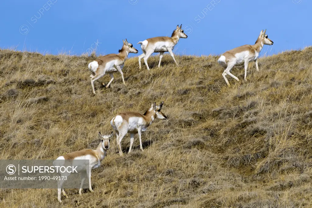Pronghorn Antilocapa americana herd in late Winter, prairie Alberta, Western Canada