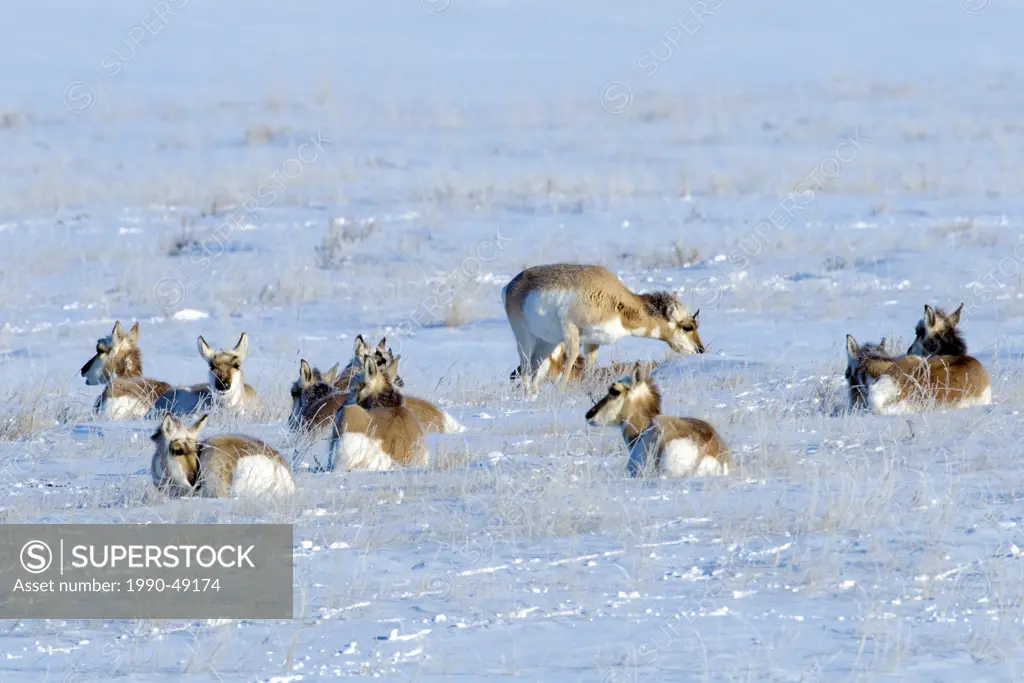 Pronghorn Antilocapa americana herd in Winter, prairie Alberta, Western Canada