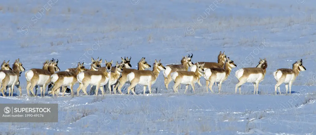 Pronghorn Antilocapa americana herd in winter , prairie Alberta, Western Canada