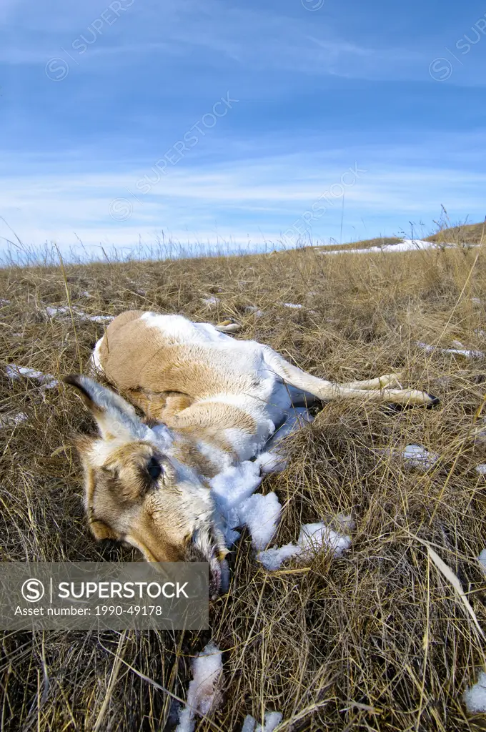 Pronghorn Antilocapa americana starvation mortality in late Winter, prairie Alberta, Western Canada